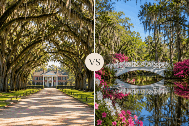 Illustrated comparison of Boone Hall's Avenue of Oaks and Magnolia Plantation's gardens in Charleston, SC.